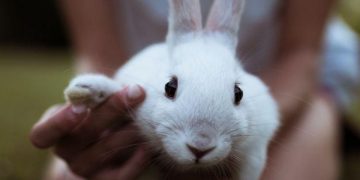 Four Reasons Why Rabbits Aren’t the Best Pets for Children 