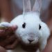 Four Reasons Why Rabbits Aren’t the Best Pets for Children 