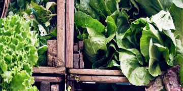 Principles of Naturopathy: Understanding the Six Core Principles of Natural Healing