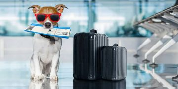 Is Your Pet Ready To Travel?