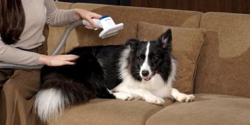 The Ultimate Guide to Grooming Your Dog at Home