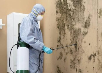 The Ultimate Guide to Mold Remediation: Protecting Your Home and Health