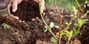 Best Practices for Protecting Plant Roots