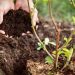 Best Practices for Protecting Plant Roots
