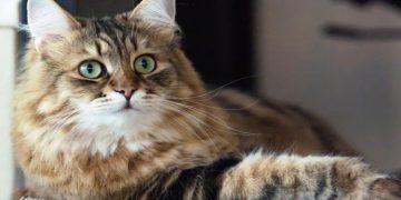 Siberian Kittens: Everything You Need to Know Before Bringing One Home