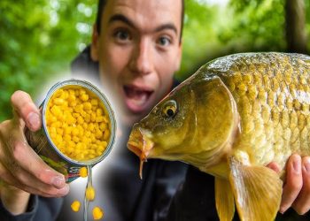 Carp Fishing with the Right Bait