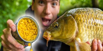 Carp Fishing with the Right Bait