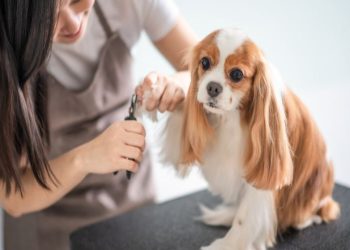 Unleashed Spa in New York Explains How Grooming Affects Your Pet’s Mood