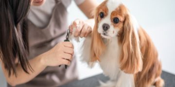 Unleashed Spa in New York Explains How Grooming Affects Your Pet’s Mood