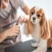 Unleashed Spa in New York Explains How Grooming Affects Your Pet’s Mood