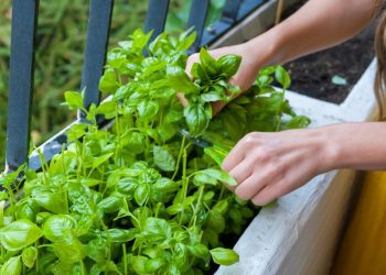 Grow Your Own Thai Herb Garden