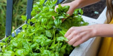 Grow Your Own Thai Herb Garden