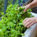 Grow Your Own Thai Herb Garden