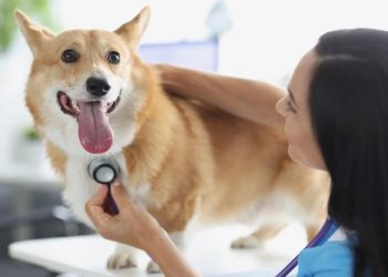 How Vets Help Diagnose Heart Health Issues in Pets