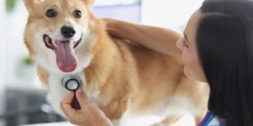 How Vets Help Diagnose Heart Health Issues in Pets