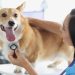 How Vets Help Diagnose Heart Health Issues in Pets