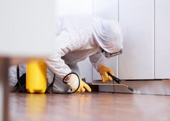 Pest Control: Effective Solutions for a Pest-Free Home