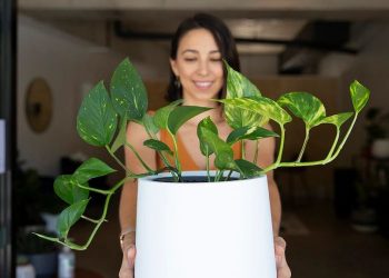 Common Mistakes to Avoid When Caring for Devil’s Ivy