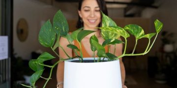 Common Mistakes to Avoid When Caring for Devil’s Ivy