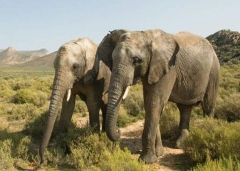 From Cape Town to the Wild: Best Short Safaris Near South Africa’s Mother City