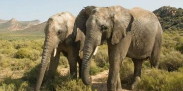 From Cape Town to the Wild: Best Short Safaris Near South Africa’s Mother City