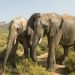 From Cape Town to the Wild: Best Short Safaris Near South Africa’s Mother City