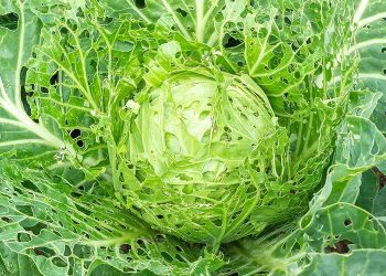 Top cabbage pests and how to stop them