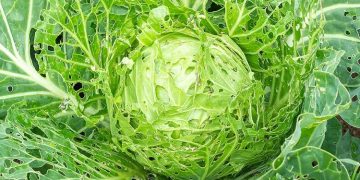 Top cabbage pests and how to stop them