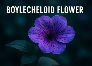 Boylecheloid Flower: Mystery, Myth, and the Truth Behind