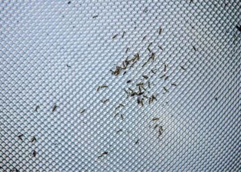 Common Pests in Commercial Facilities