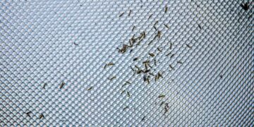 Common Pests in Commercial Facilities