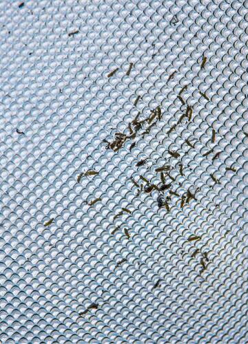 Common Pests in Commercial Facilities